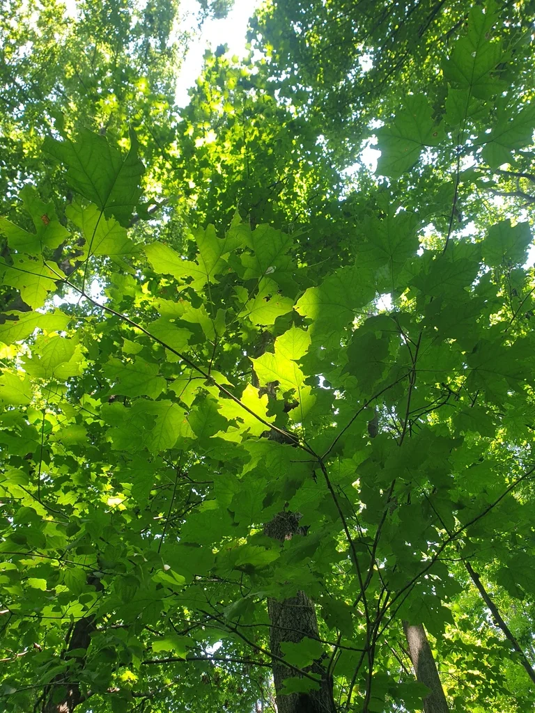 Acer Saccharum Subsp. Nigrum
