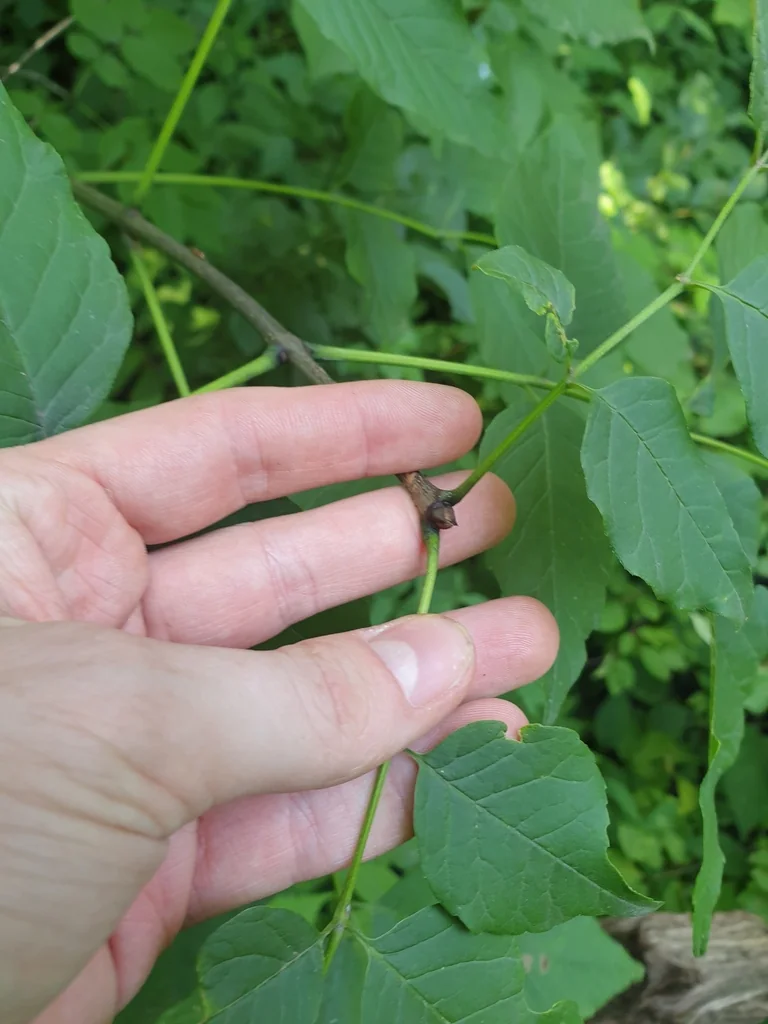 Fraxinus Americana