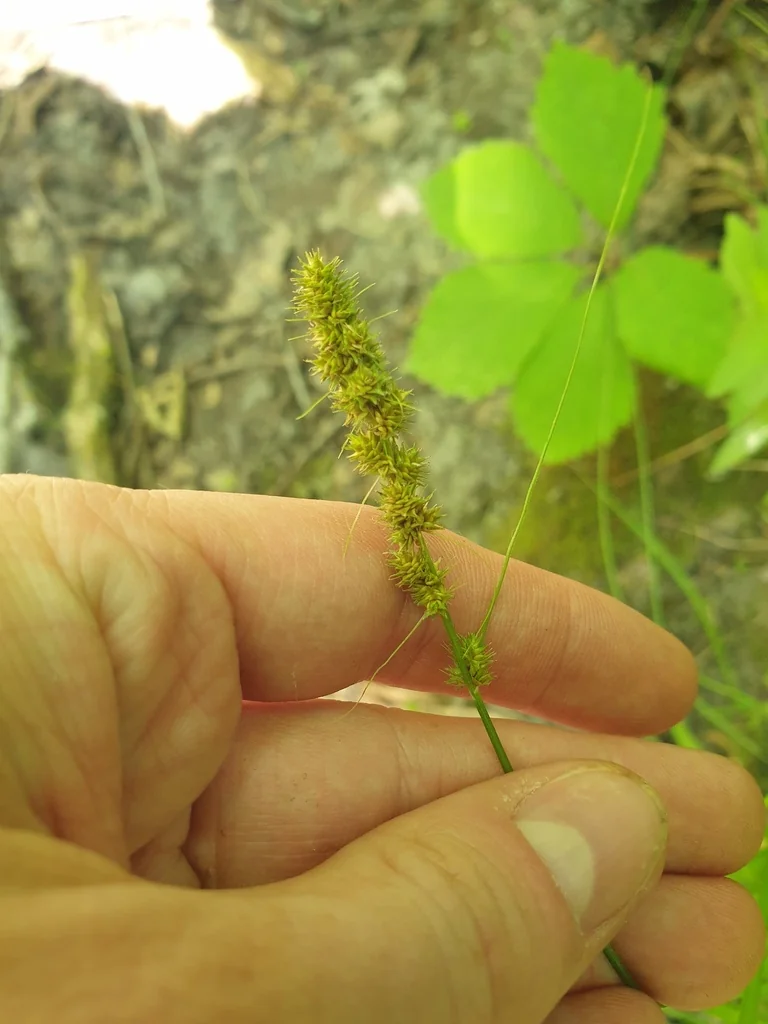 Carex Vulpinoidea