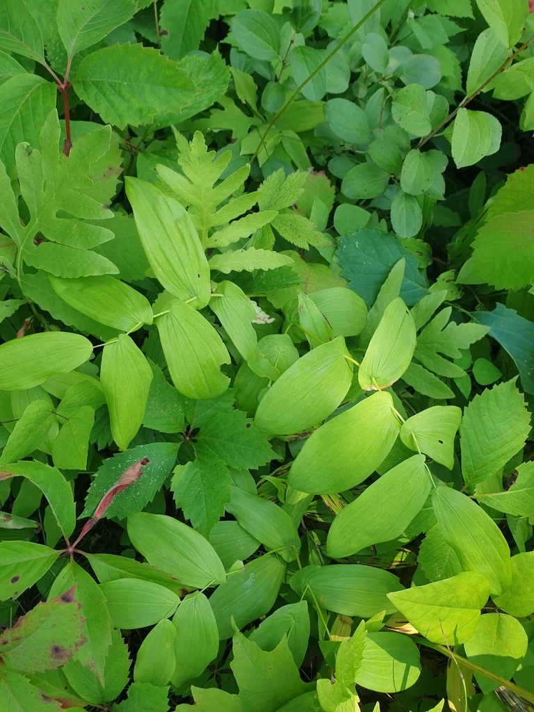 Uvularia grandiflora
