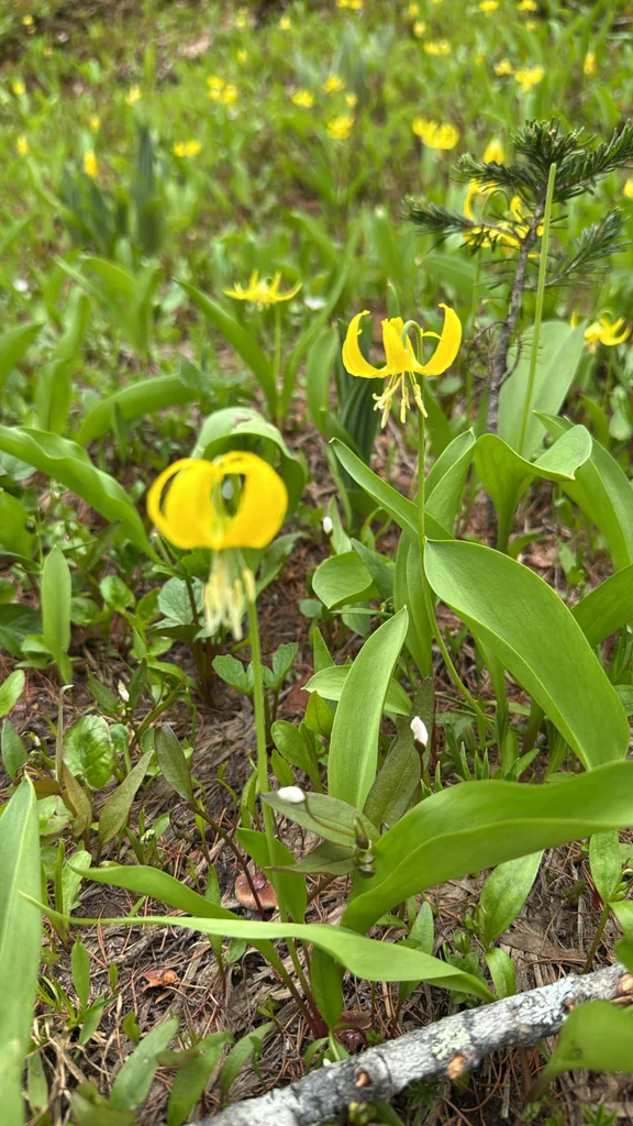 Erythronium Grandiflorum