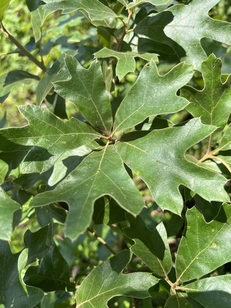 Quercus Falcata