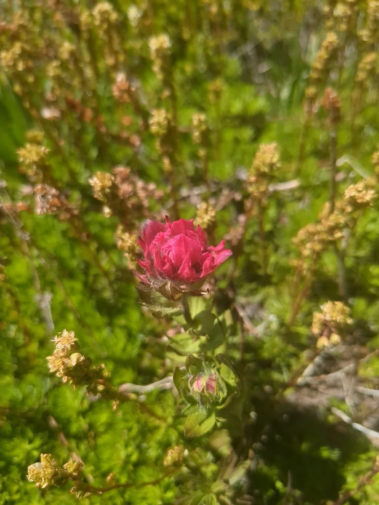Castilleja Parviflora