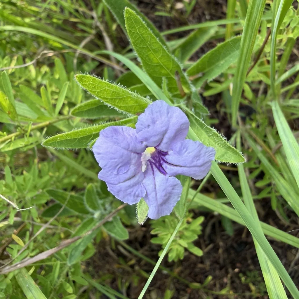Ruellia Humilis
