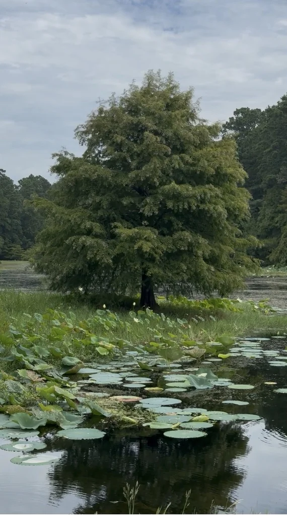 Taxodium Distichum