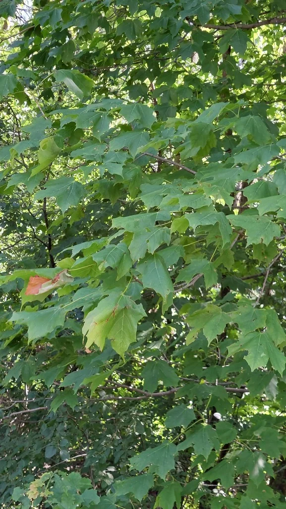 Acer Saccharum Subsp. Nigrum