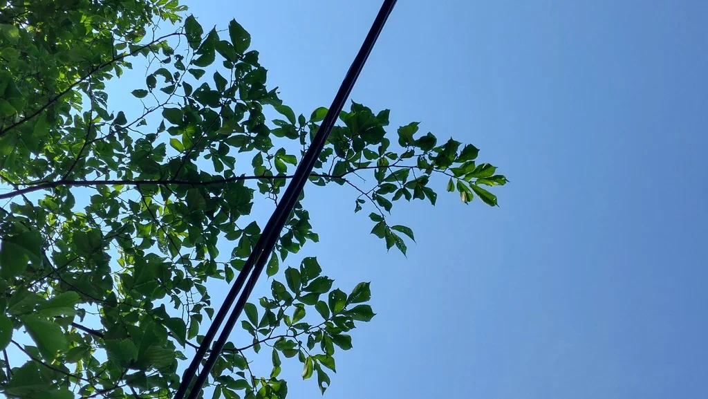 Ulmus Rubra