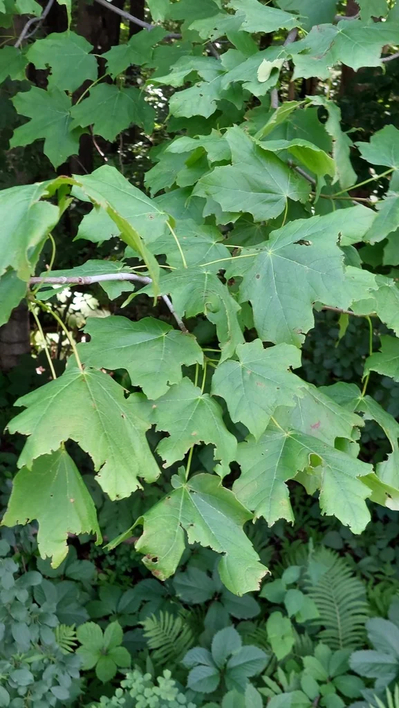 Acer Saccharum Subsp. Nigrum