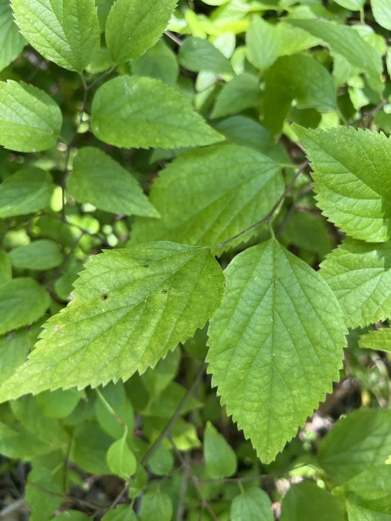 Celtis Occidentalis