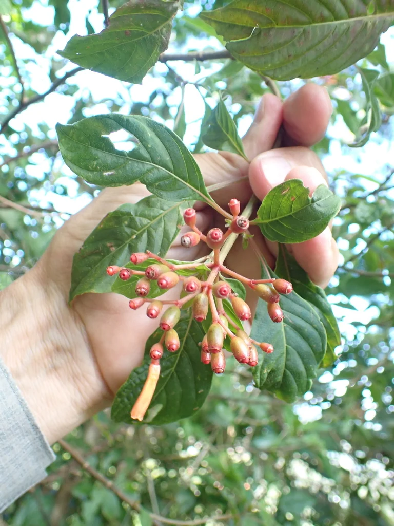 Hamelia patens