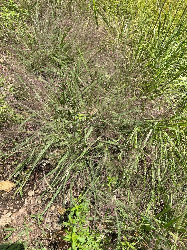 Eragrostis Spectabilis