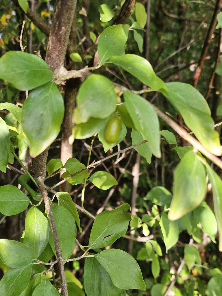 Cornus Mas