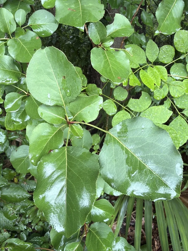 Pyrus Calleryana