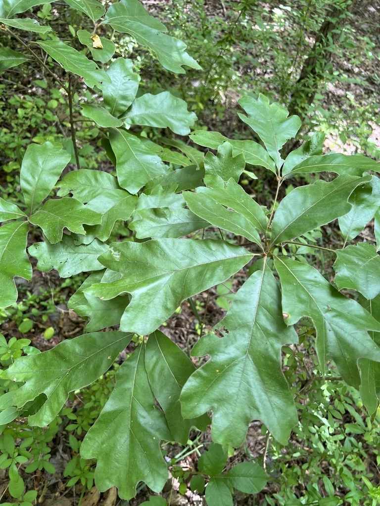 Quercus Falcata