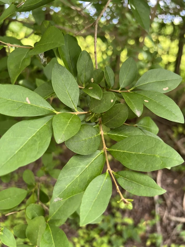Ligustrum Ovalifolium