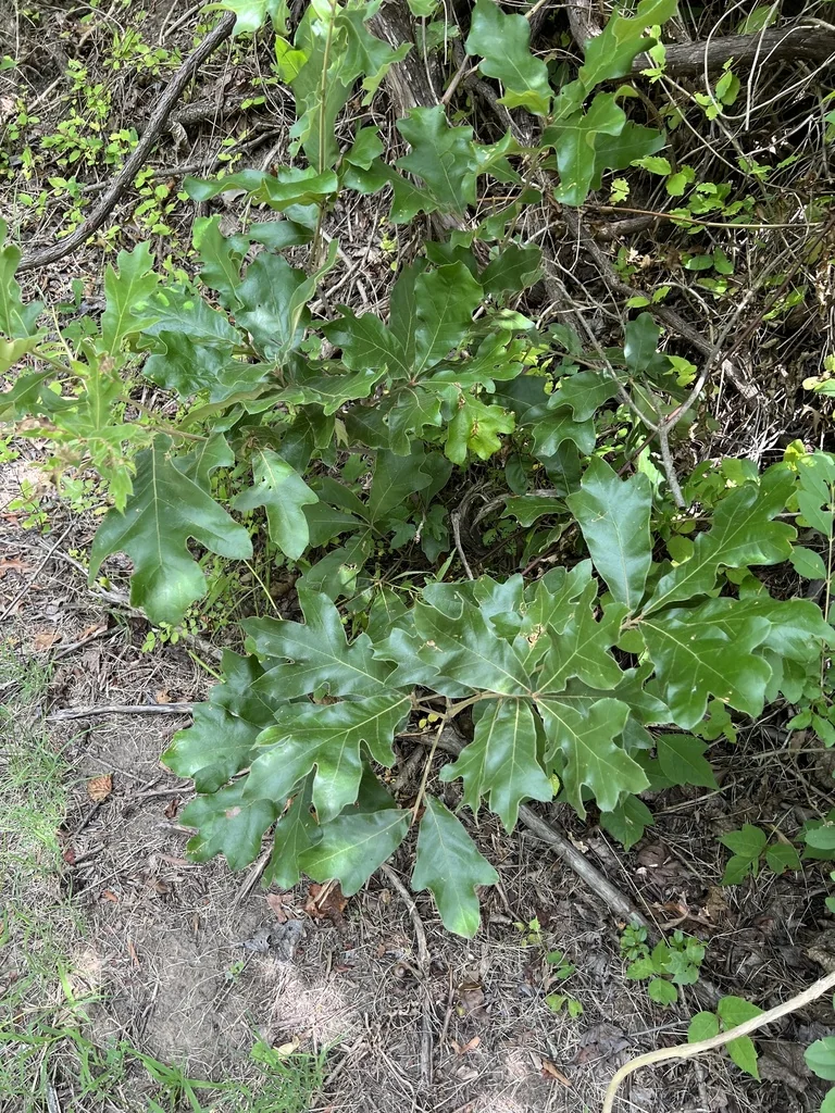 Quercus Falcata