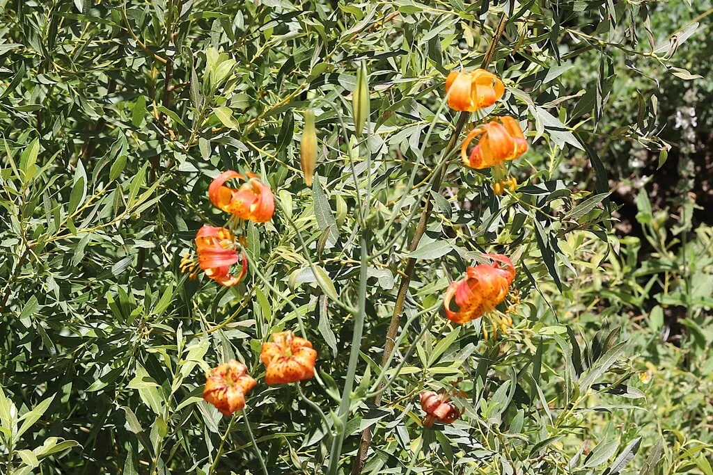 Lilium Pardalinum