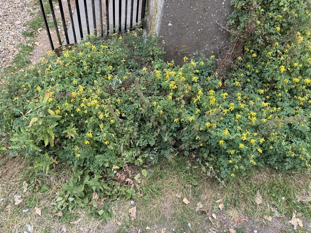 Corydalis Lutea