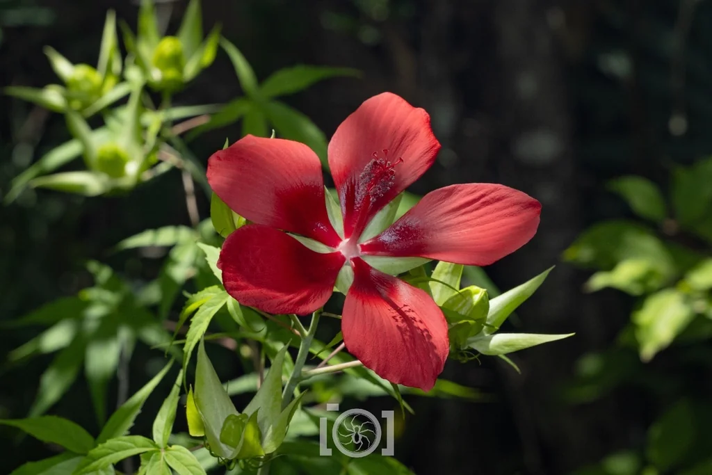 Hibiscus Coccineus