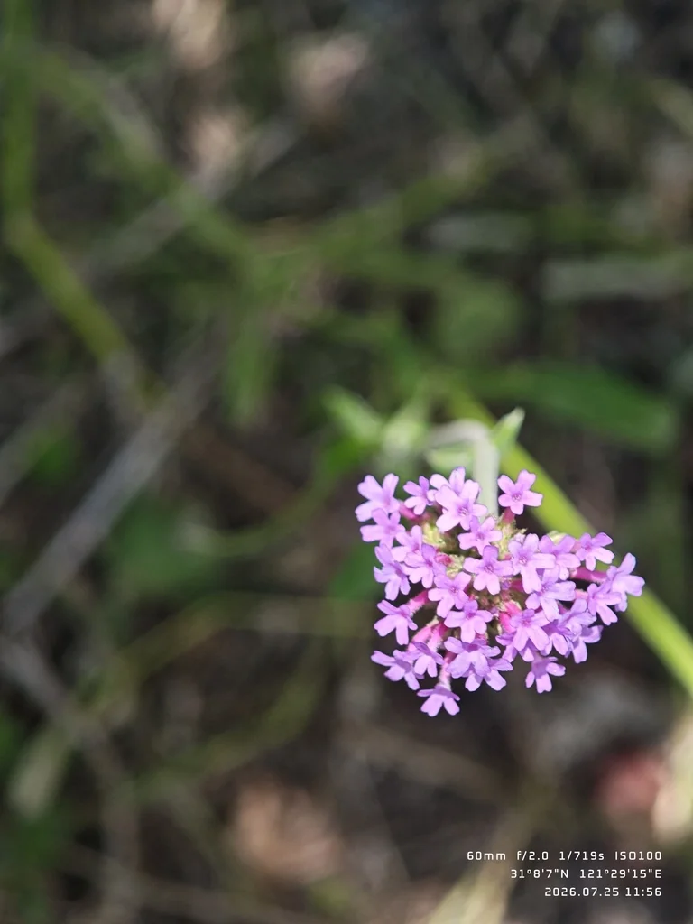 Verbena Bonariensis