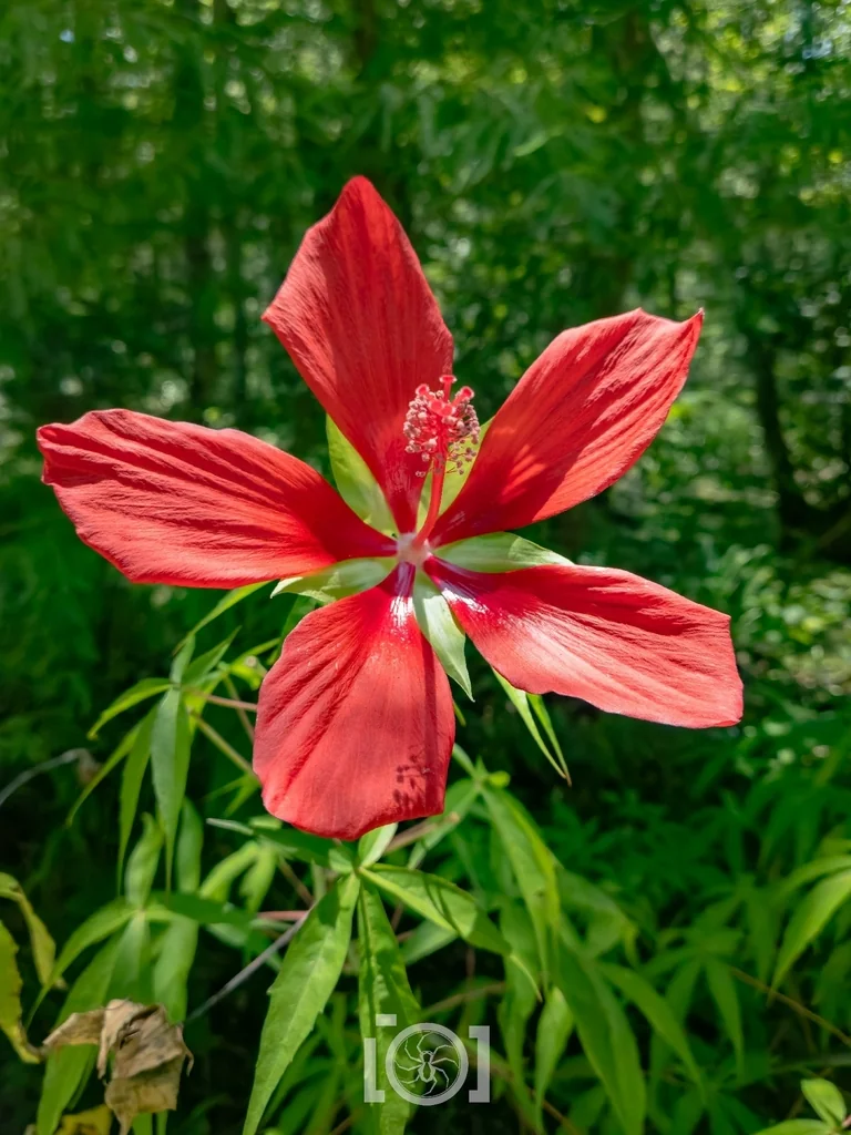 Hibiscus Coccineus