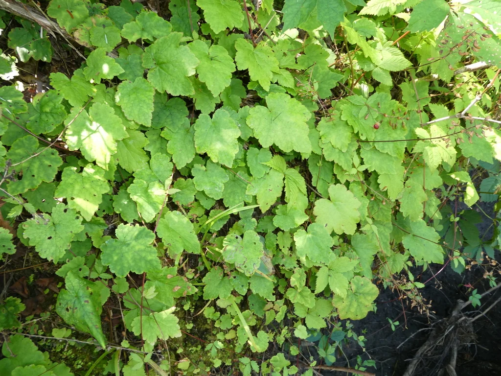 Tiarella Cordifolia