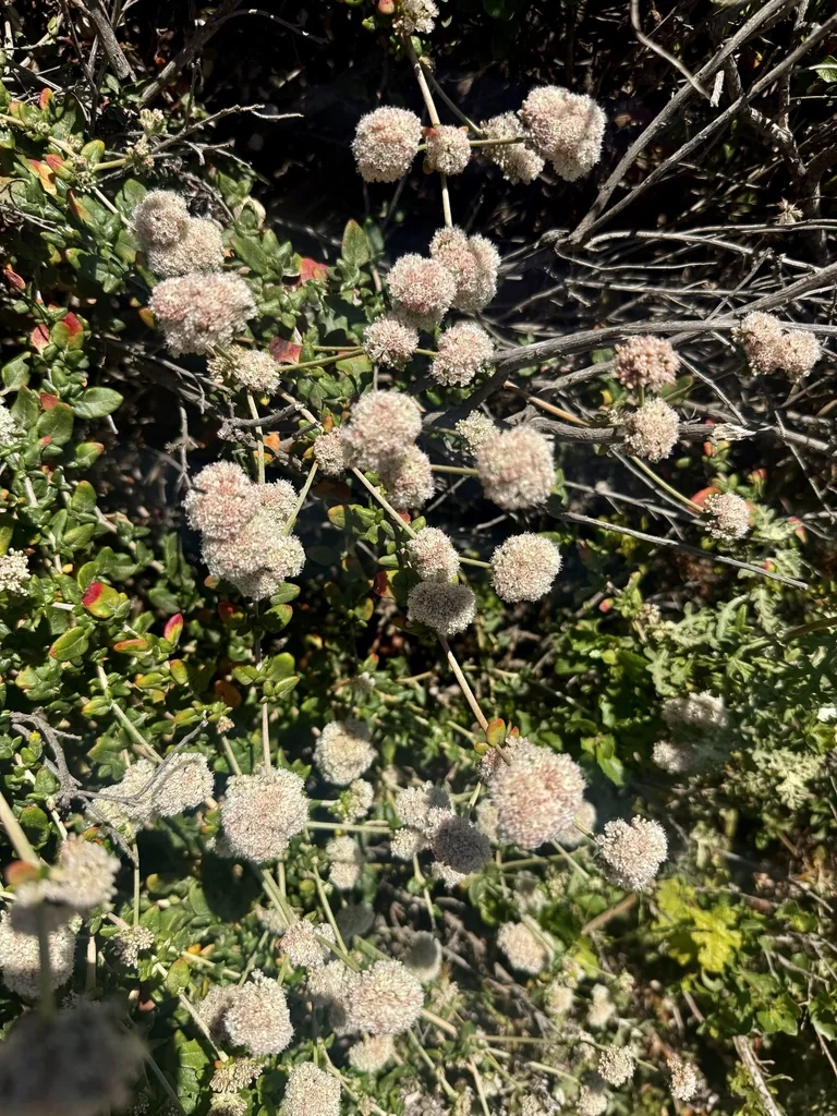 Eriogonum parvifolium