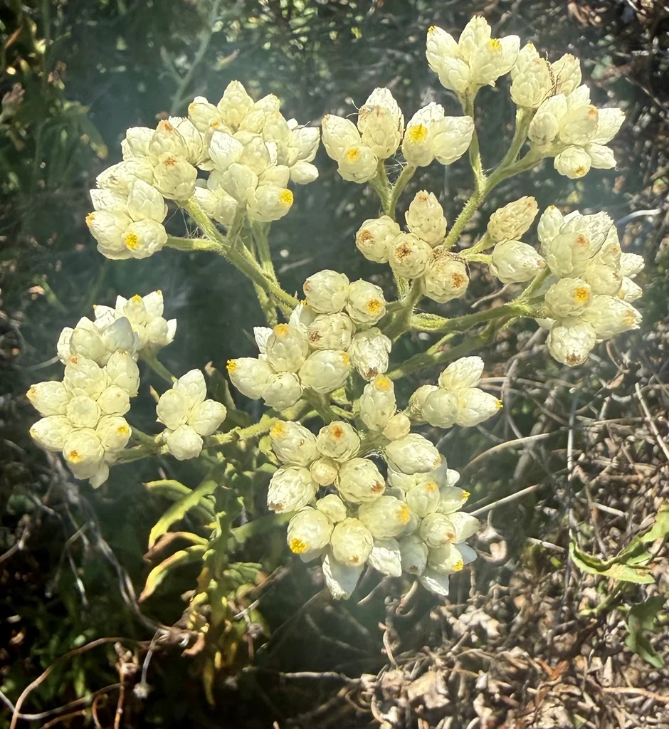 Pseudognaphalium Californicum