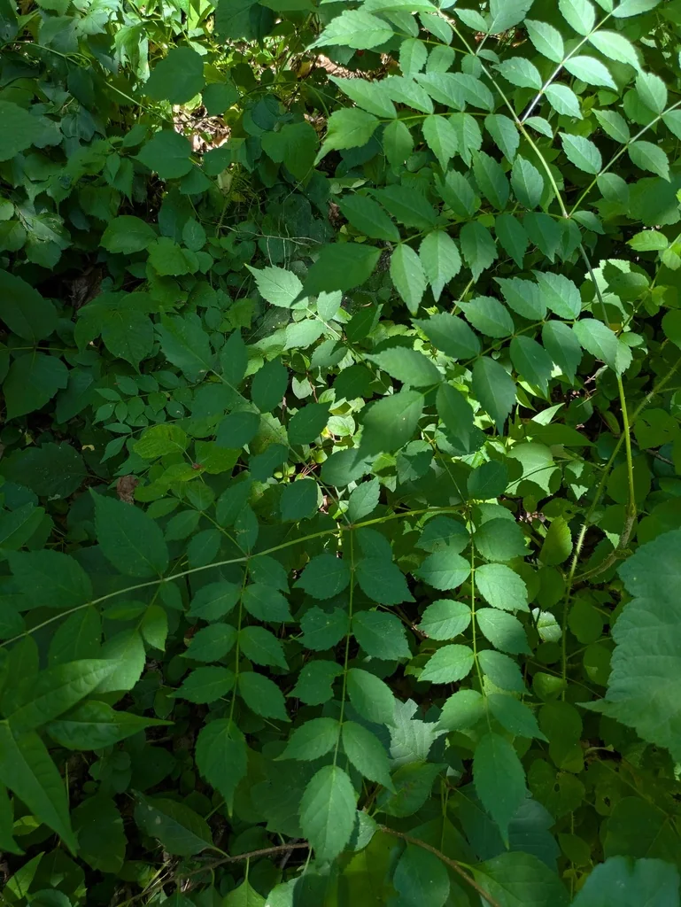 Aralia Elata