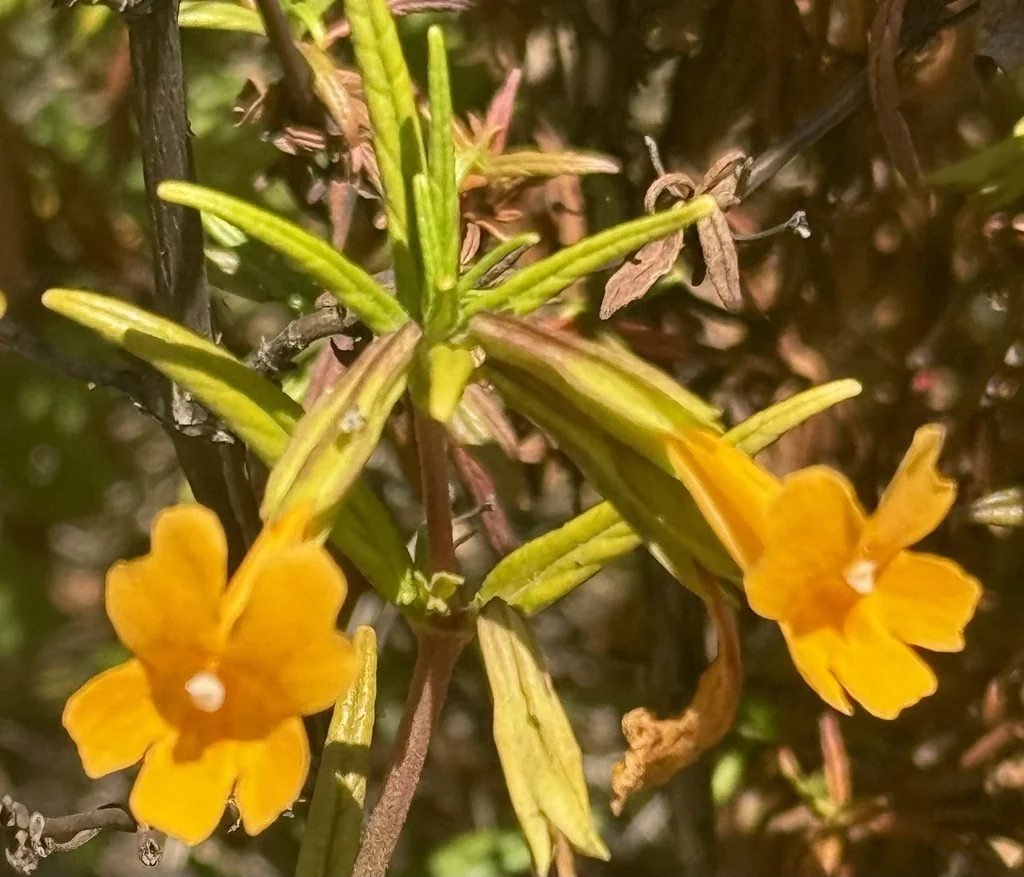 Mimulus Aurantiacus