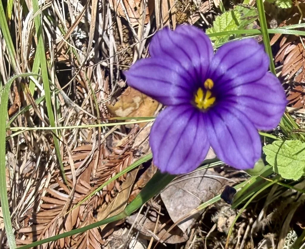 Sisyrinchium Bellum