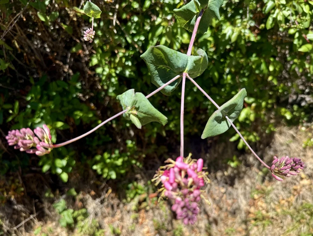 Lonicera Hispidula