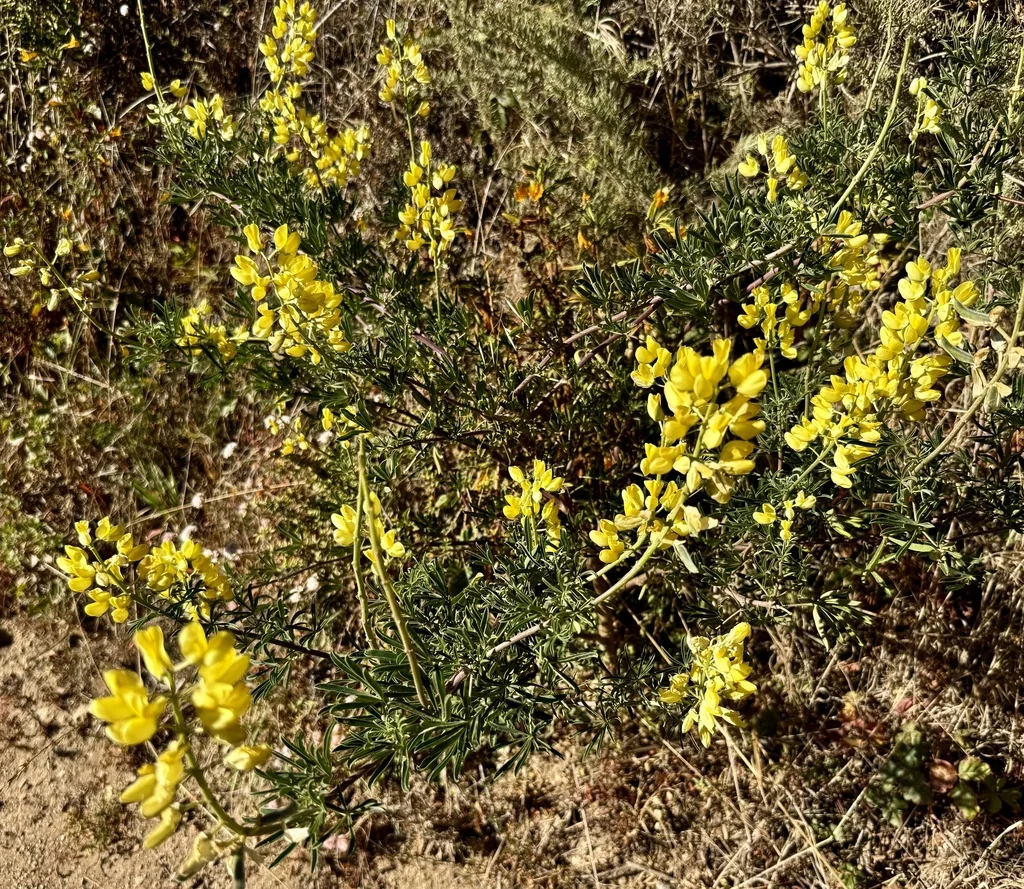 Lupinus Albifrons