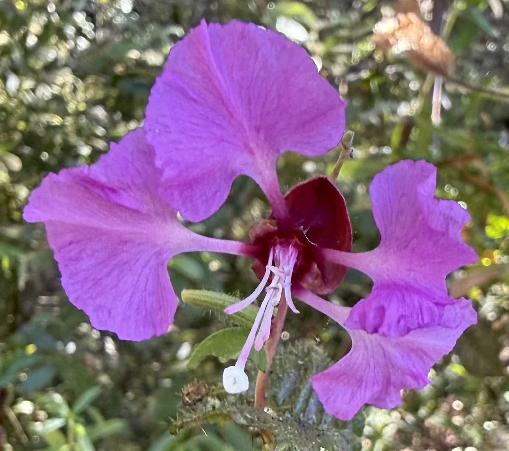 Clarkia Unguiculata