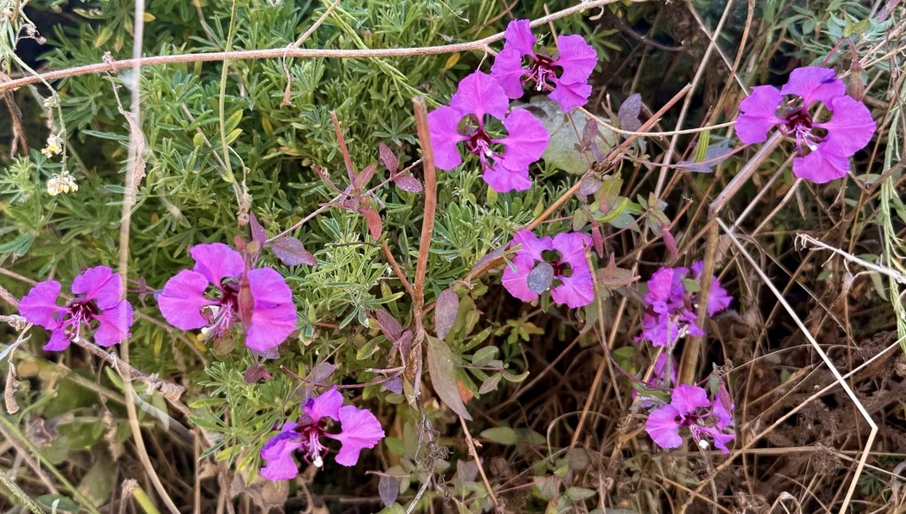 Clarkia Unguiculata