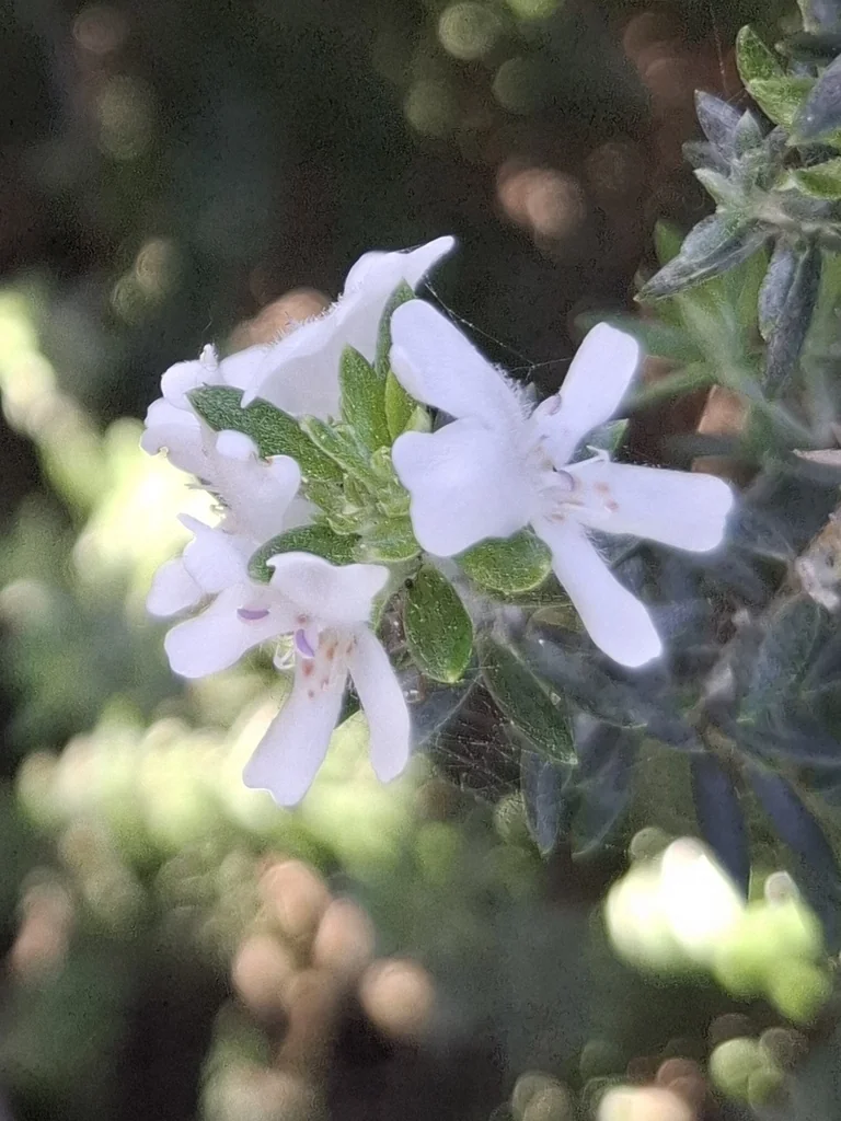 Westringia fruticosa