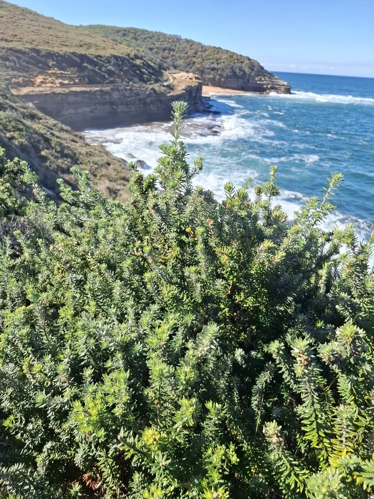 Westringia fruticosa