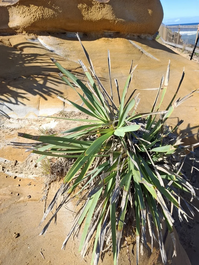 Lomandra Longifolia
