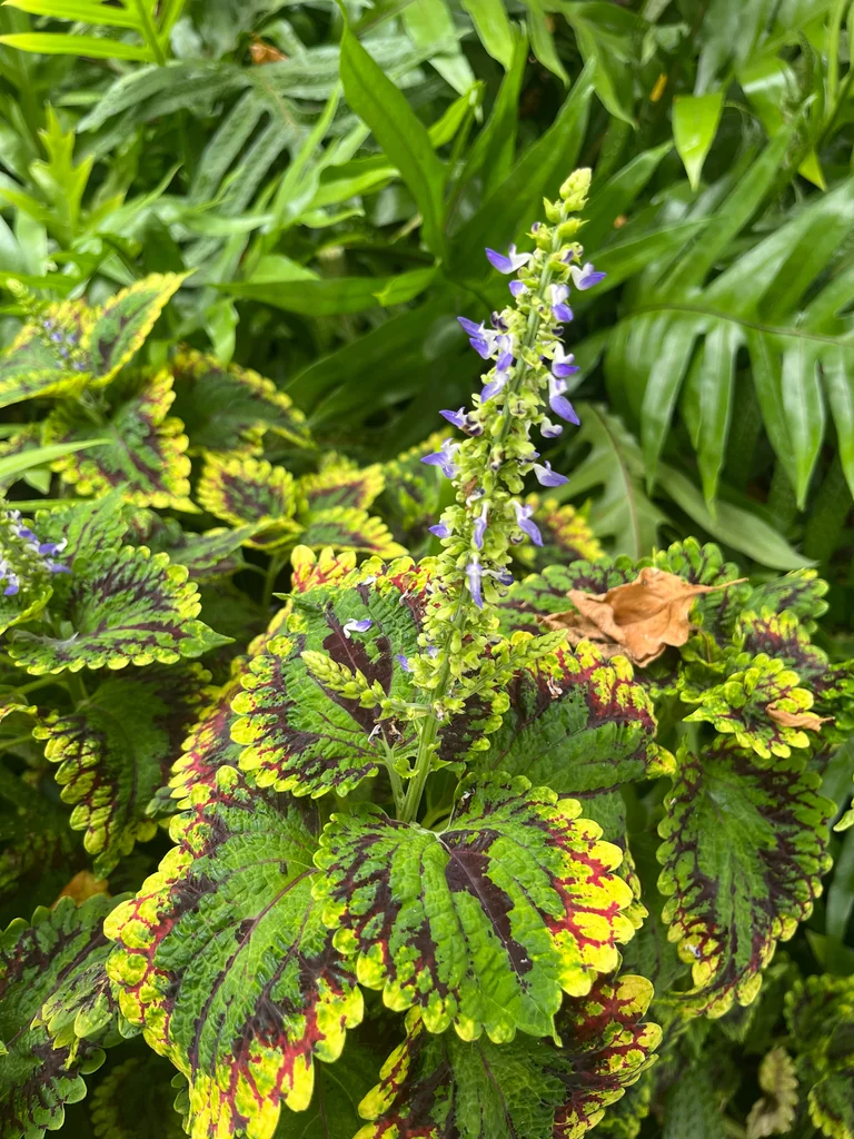 Coleus scutellarioides