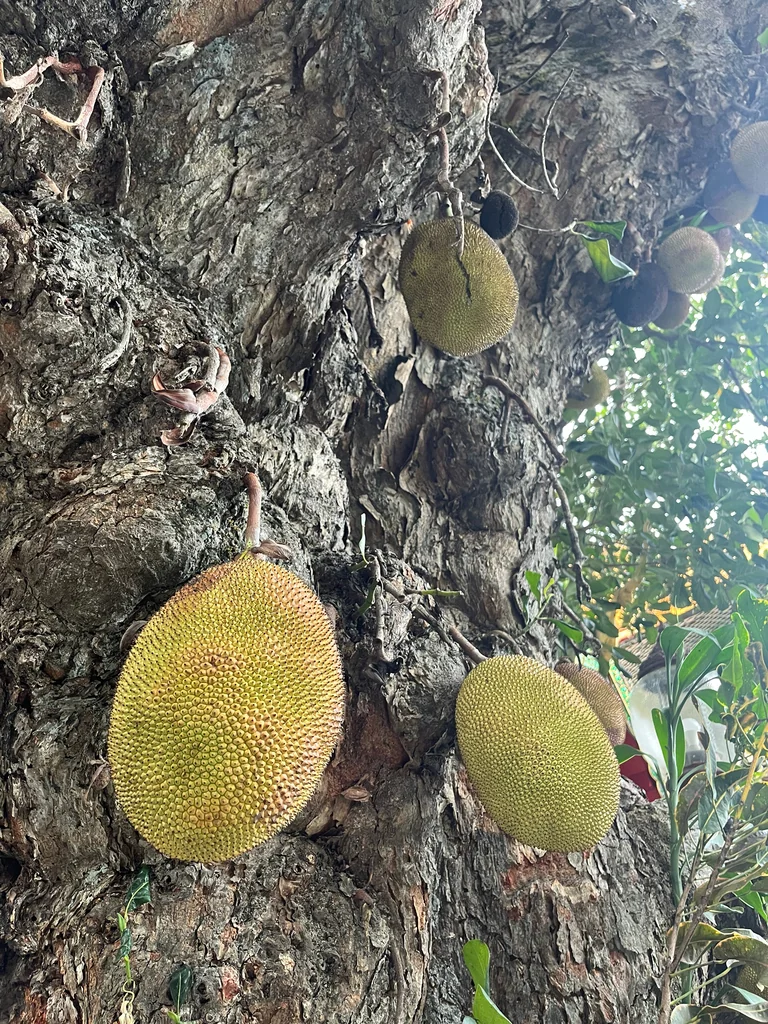Artocarpus Heterophyllus