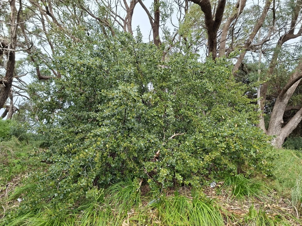 Rhamnus Alaternus