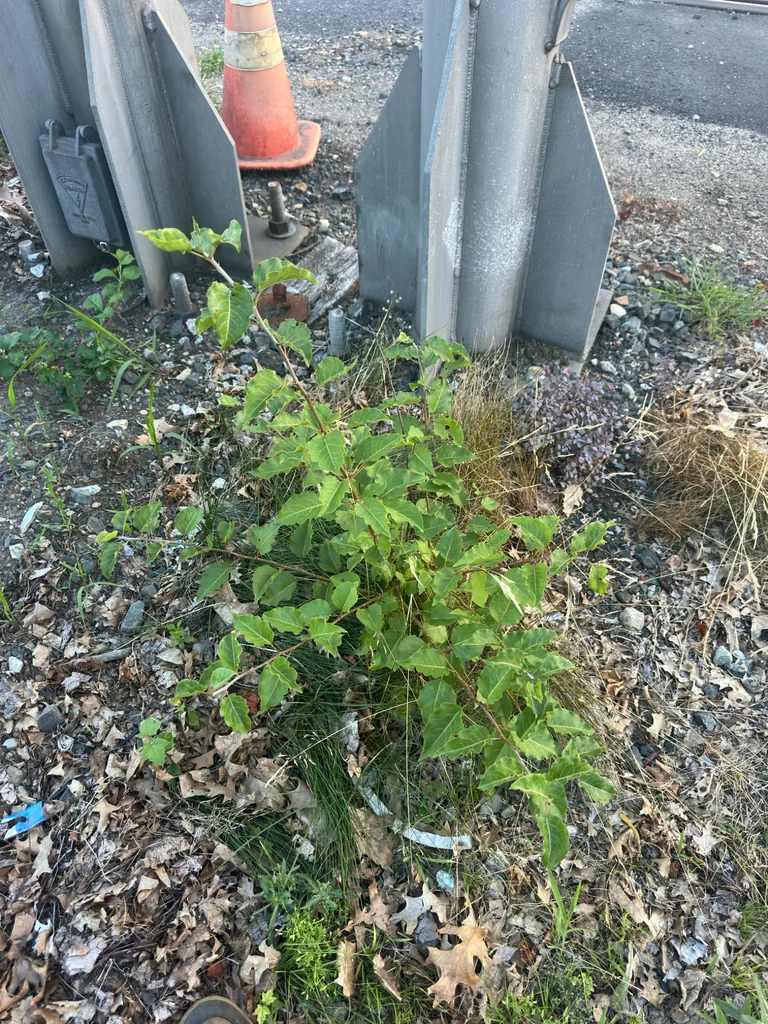 Pyrus Calleryana