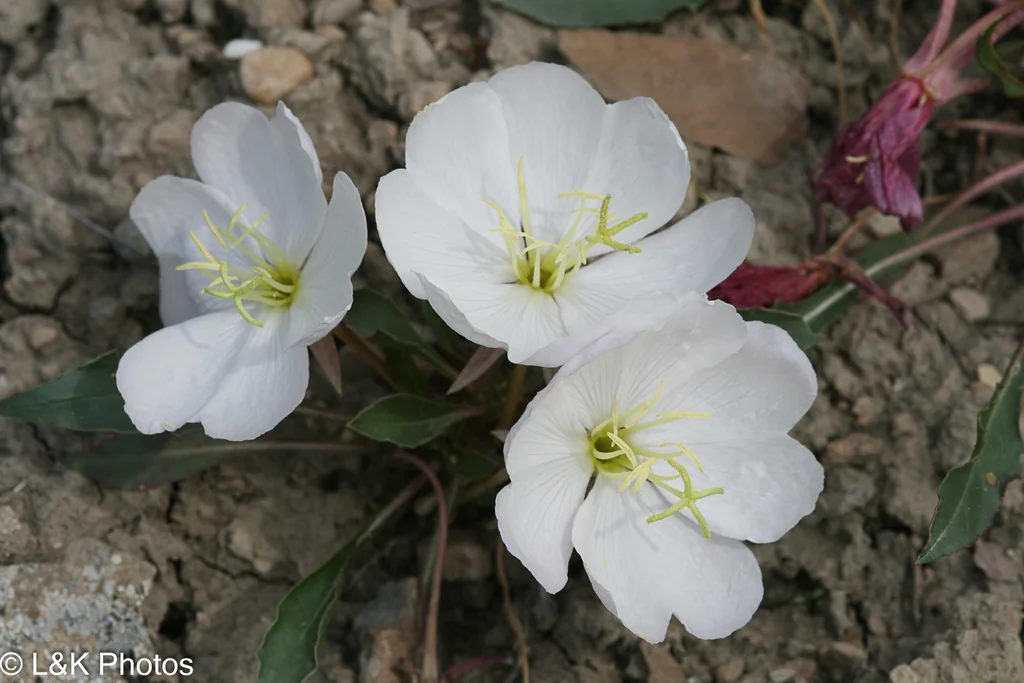 Oenothera Caespitosa