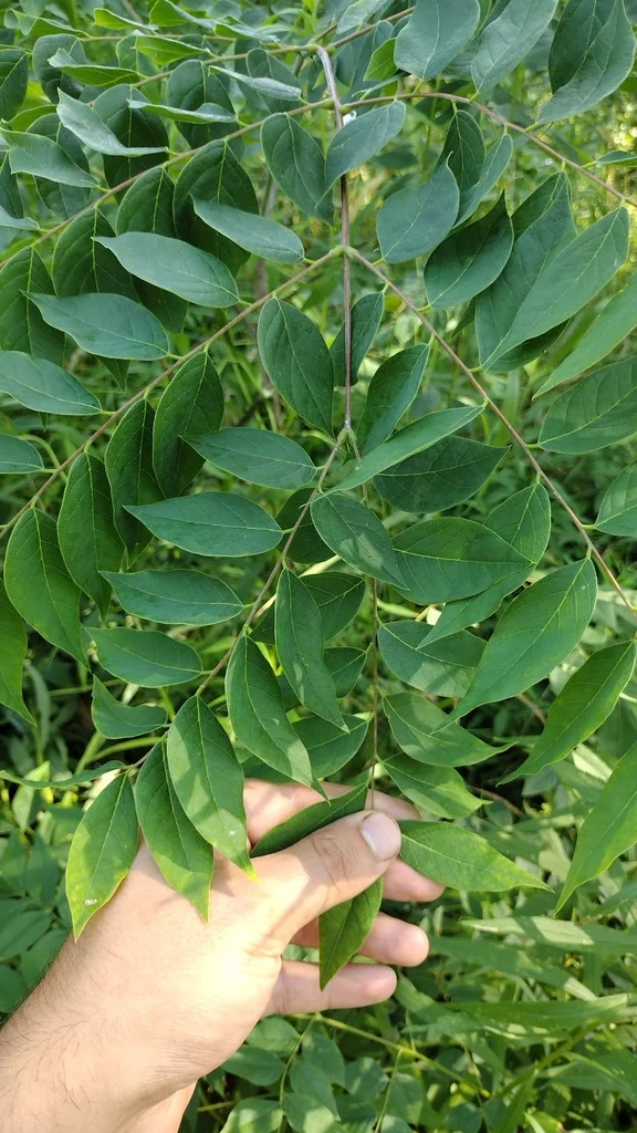 Gymnocladus Dioicus