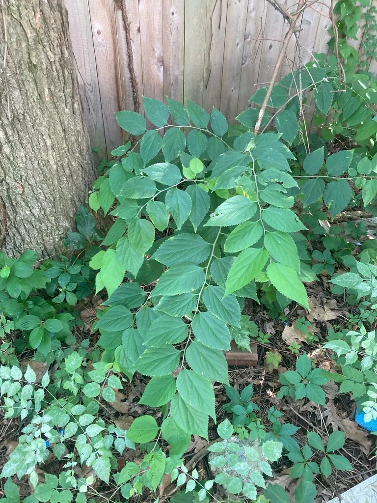Celtis Occidentalis