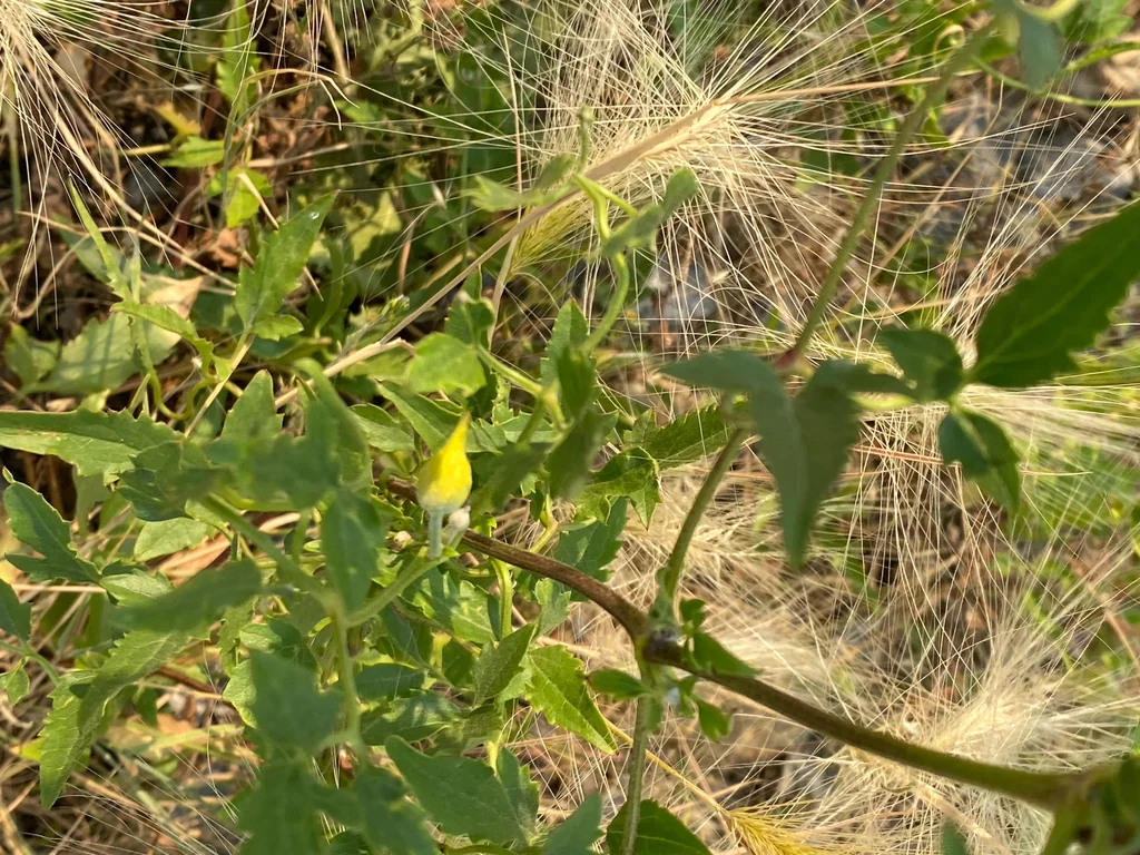 Clematis Tangutica
