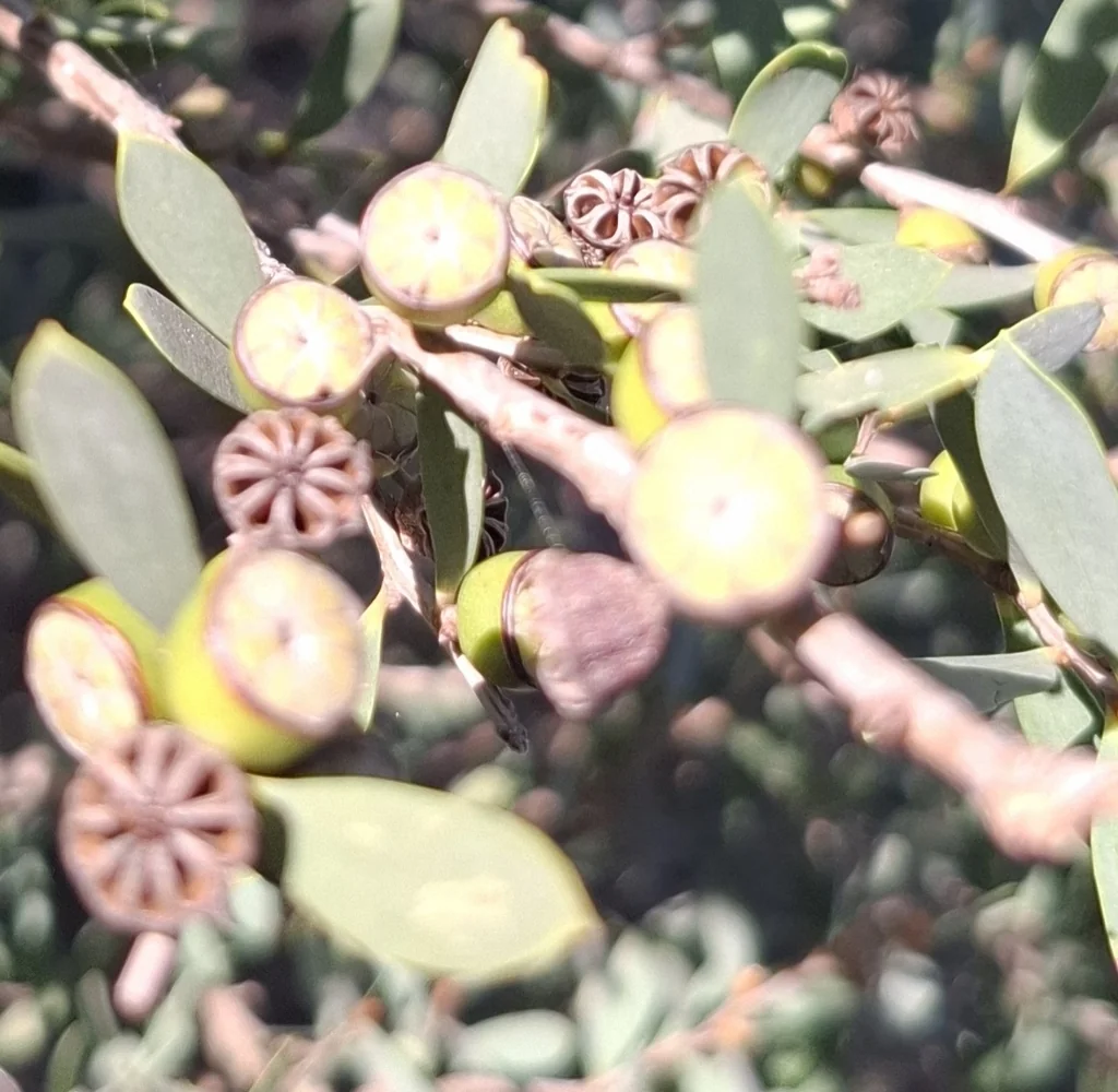 Leptospermum Laevigatum