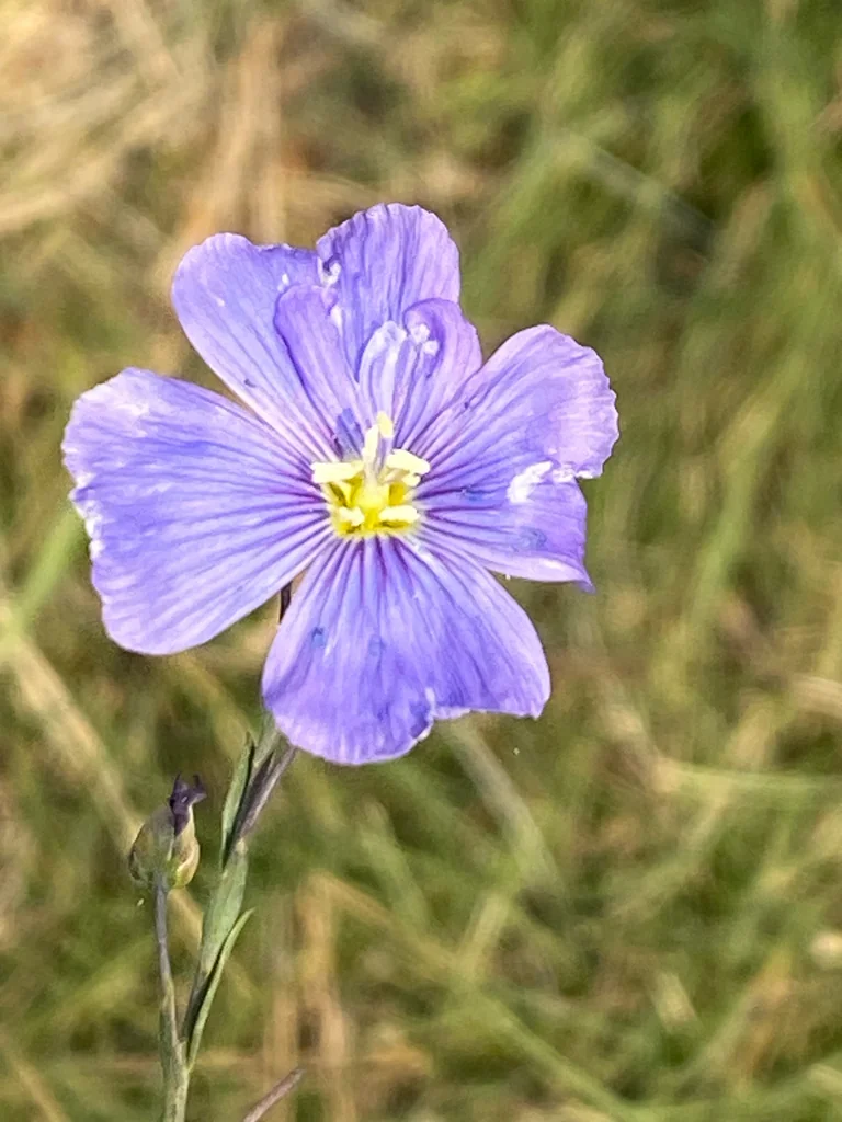 Linum Lewisii