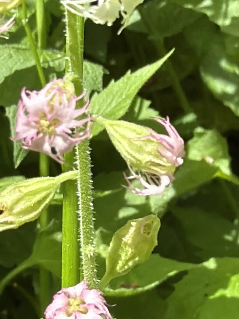 Tellima Grandiflora