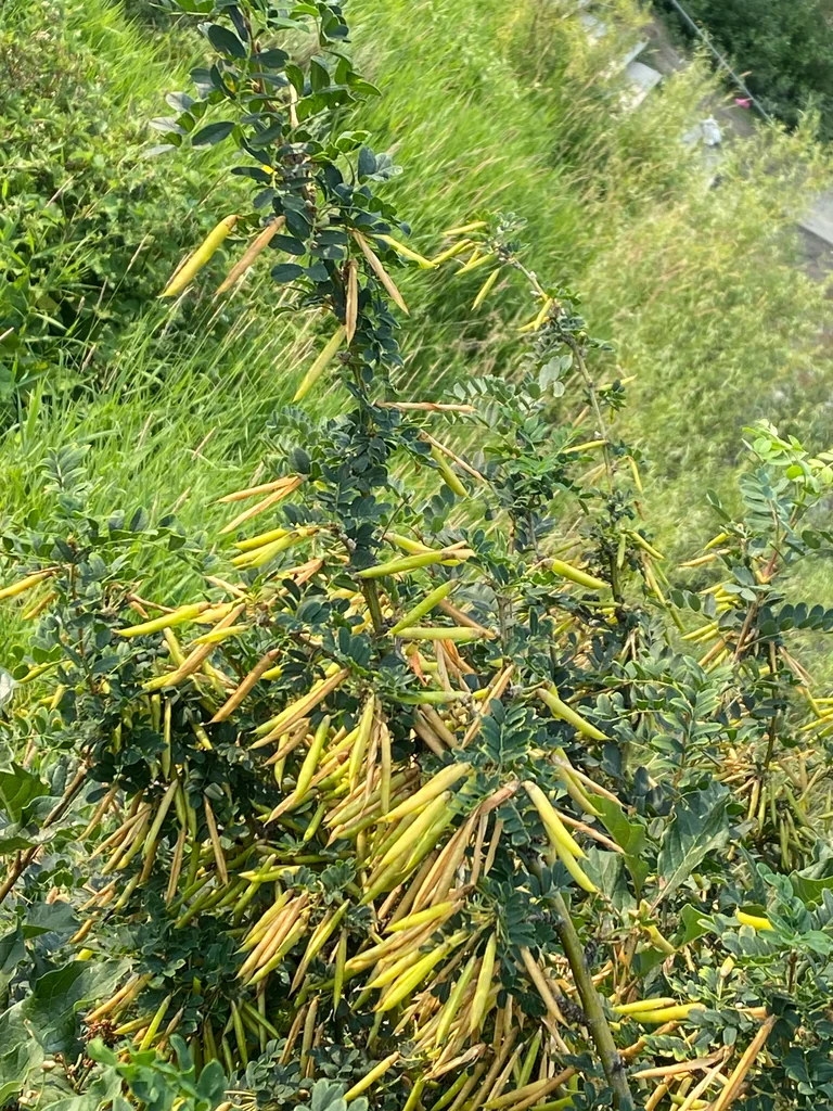 Caragana Arborescens